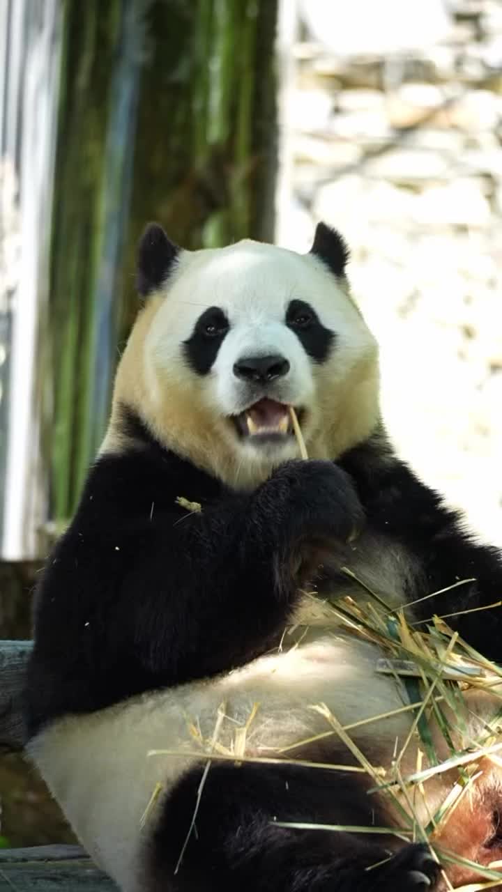 @pandy_pandaa