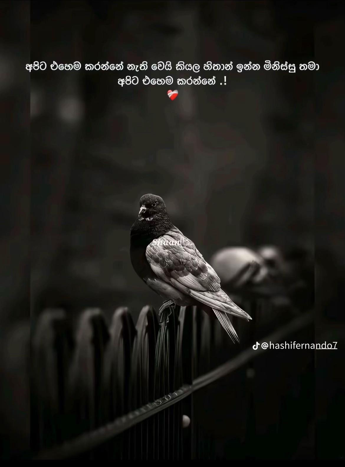 @❤️&zwj;🩹Dinuja Anusara❤️&zwj;🩹