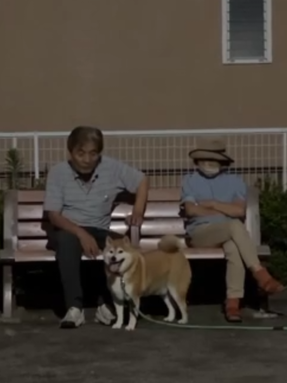 @柴犬とんこつ