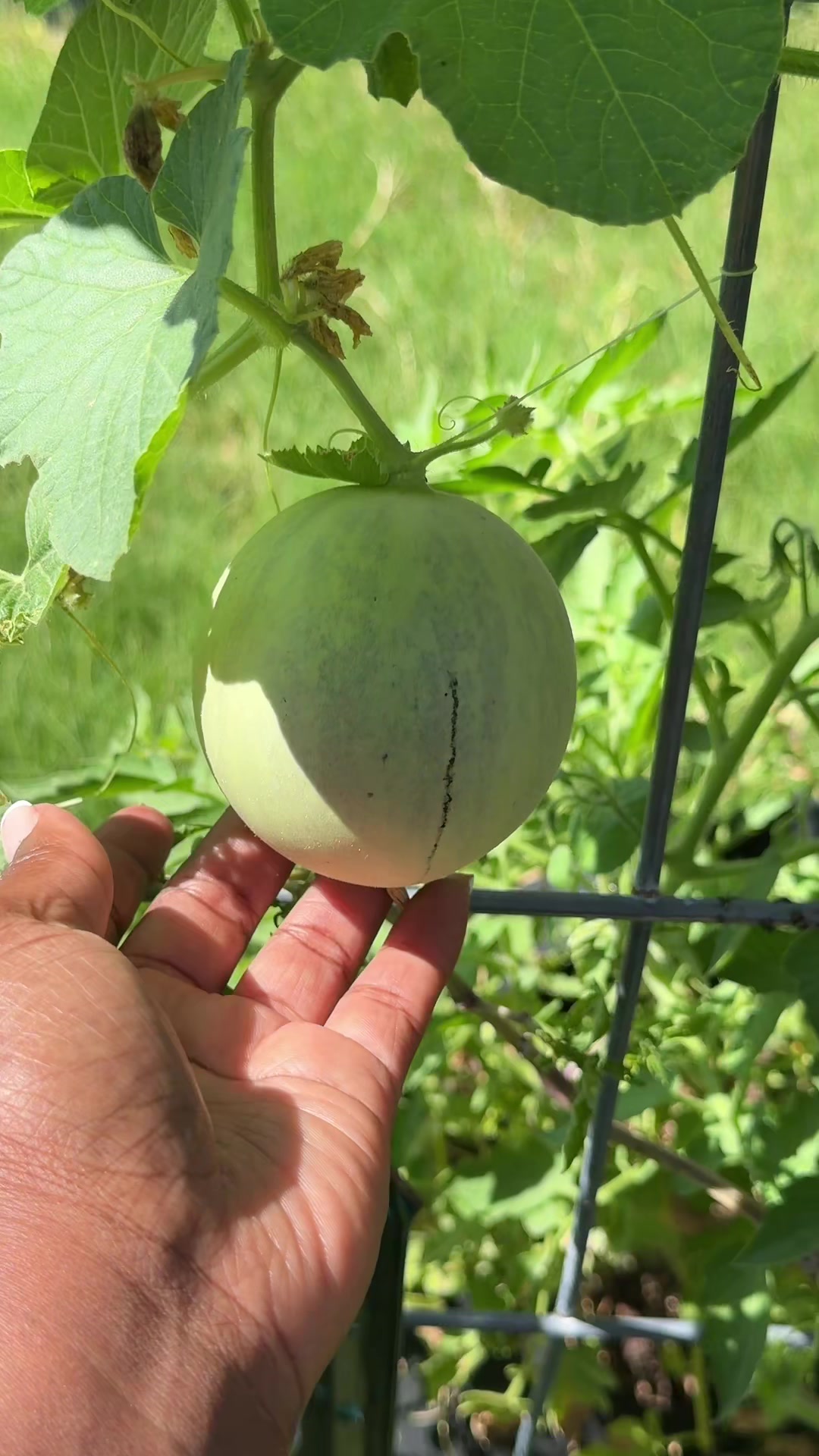 @Our Texas Garden | zone8b