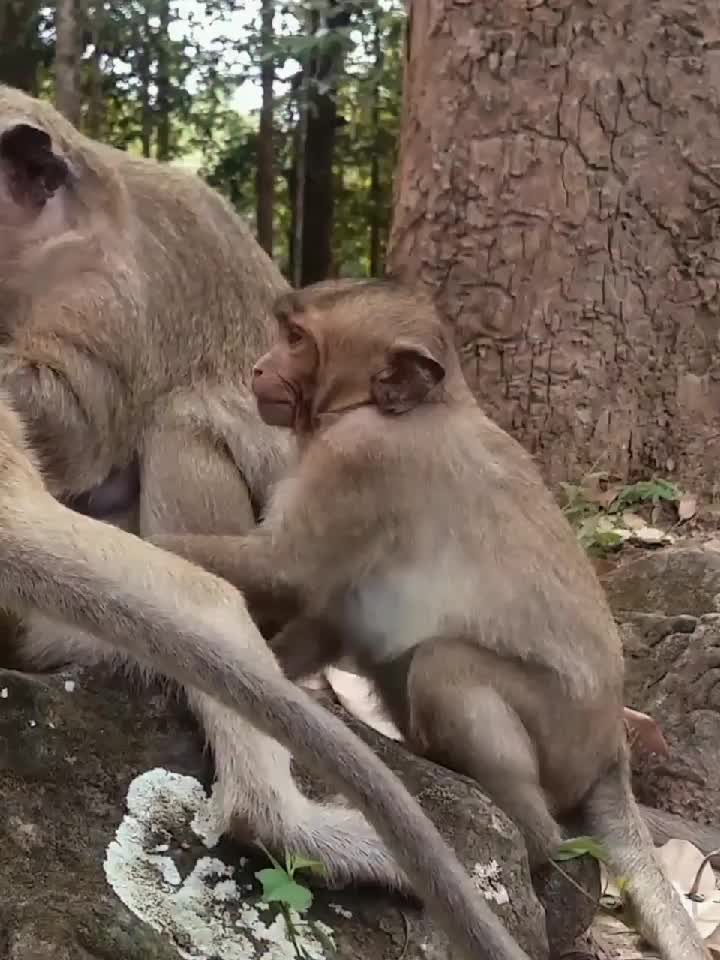 @Law of Nature 🐒