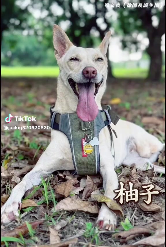@妖狐