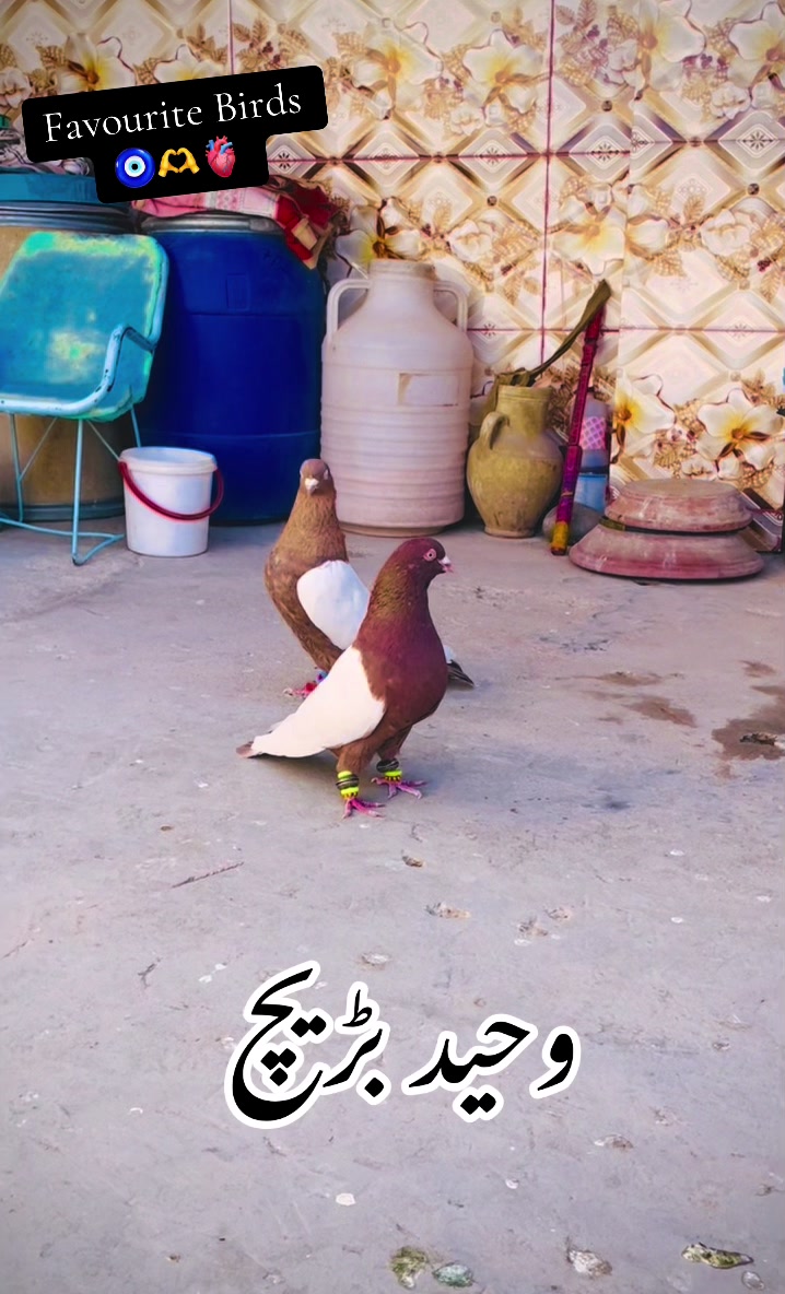 @🤍 وحید بڑیچ 🤍