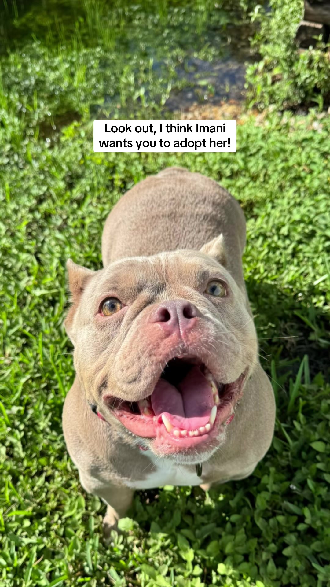 @Friends of Strays