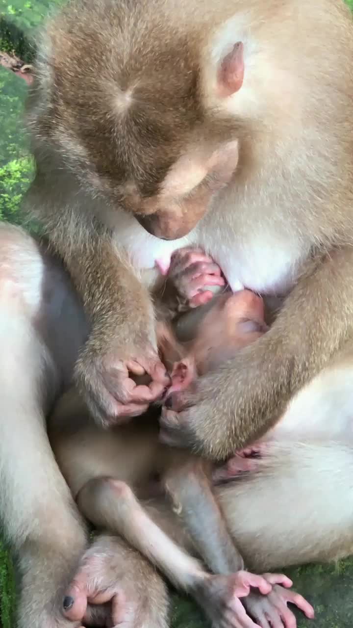 @Law of Nature 🐒