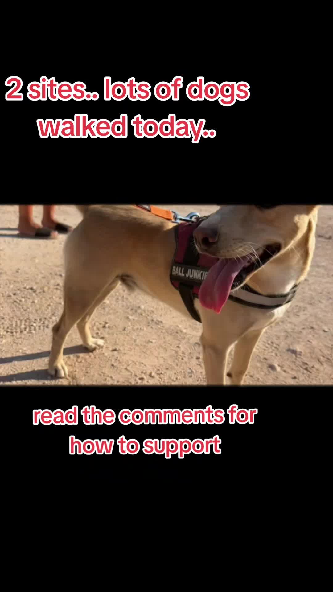 @K9mumma