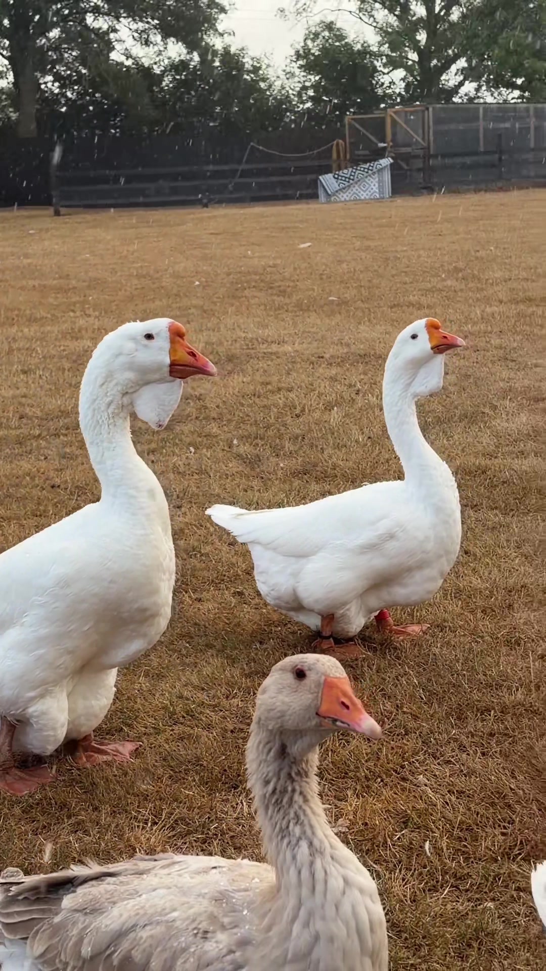 @Willsbirdsanddogs