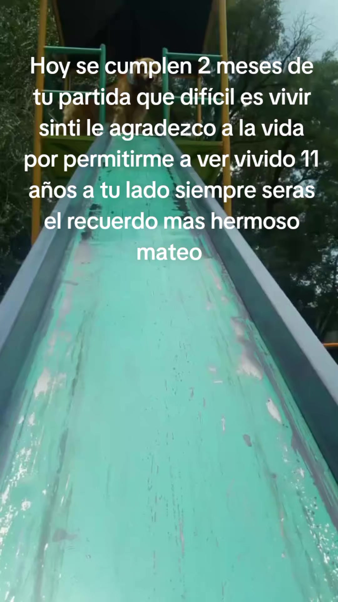 @pollo 46