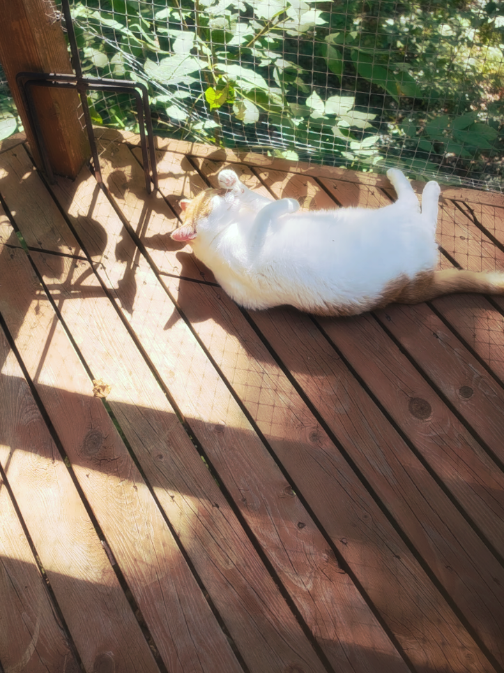@Kitty Sanctuary