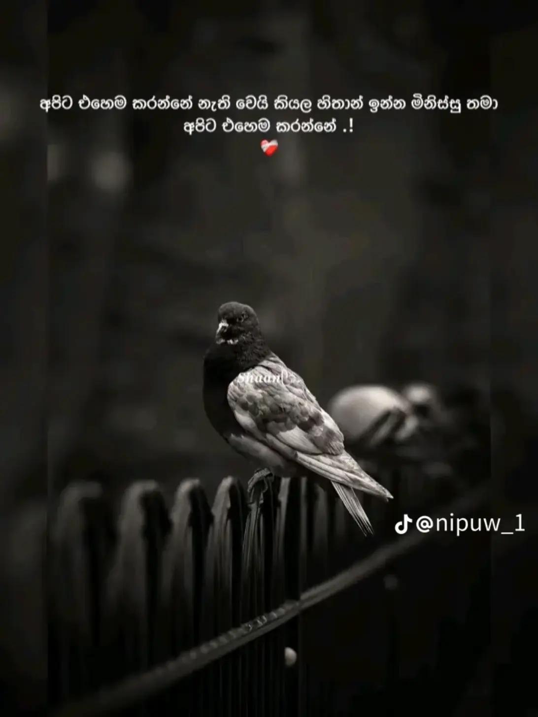 @🍃✨️A_A_R_I_F✨️🍃