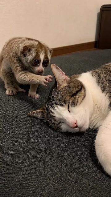 @とことこ