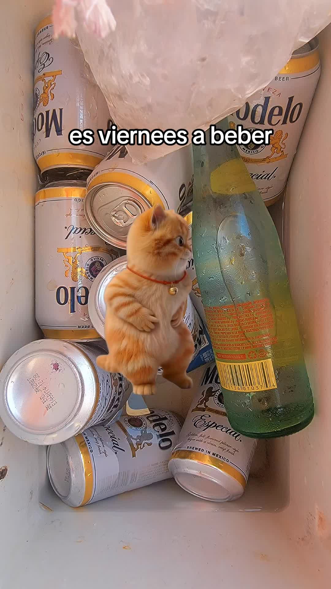 @👑🐅🦿🫦JOSECITO CH&Agrave;VEZ🇬🇹