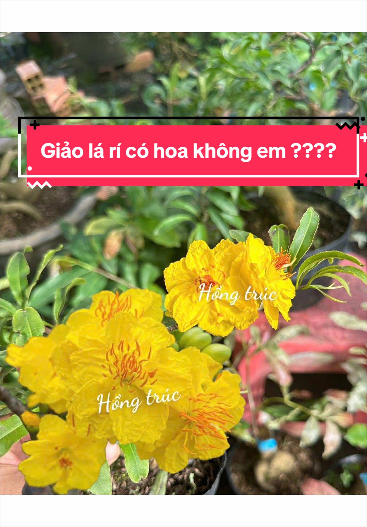 @Hồng Tr&uacute;c Mai V&agrave;ng