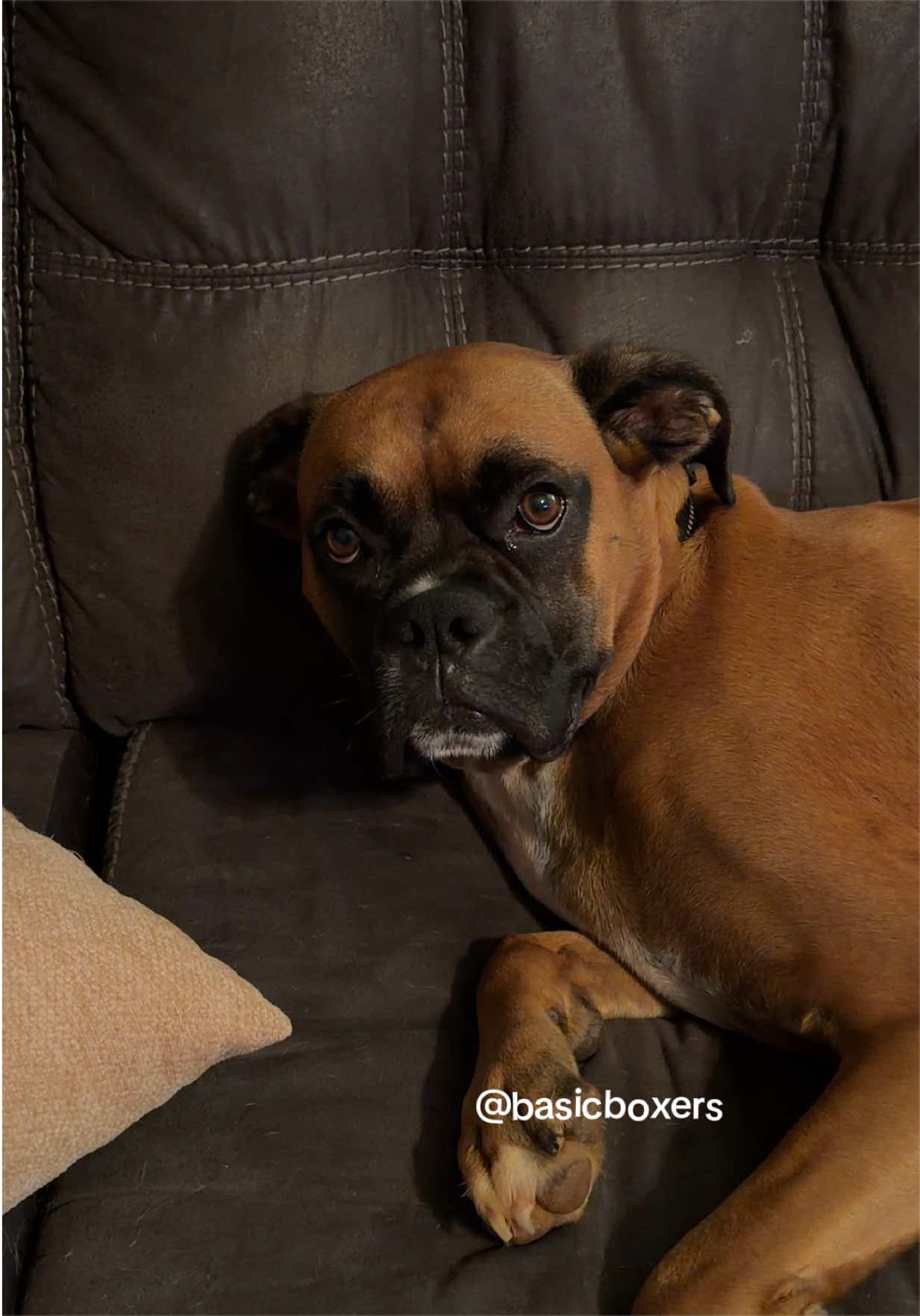 @basicboxers