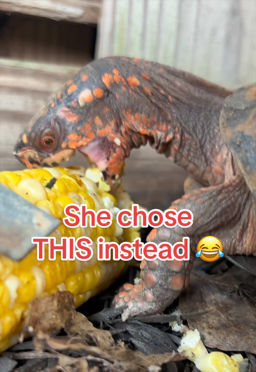 @Eastern Box Turtle