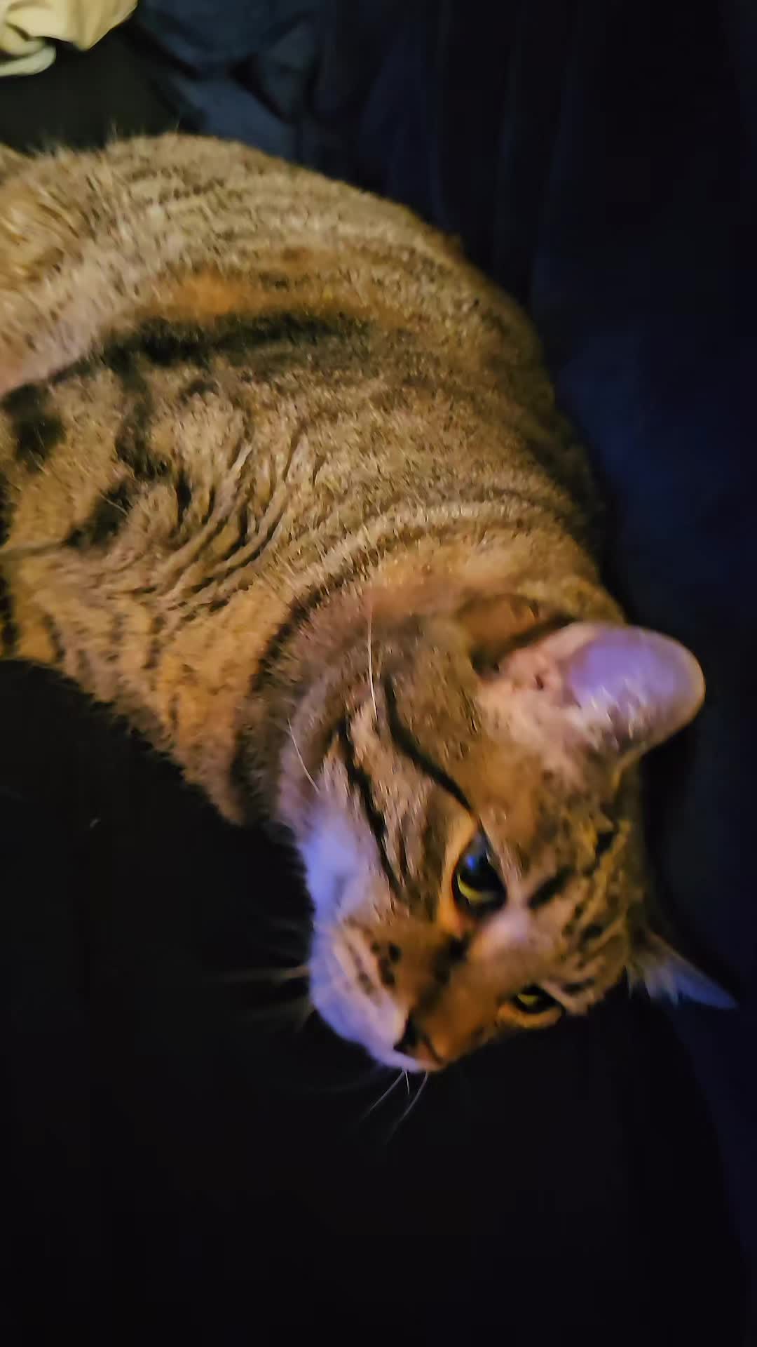 @Eager Cat Dad