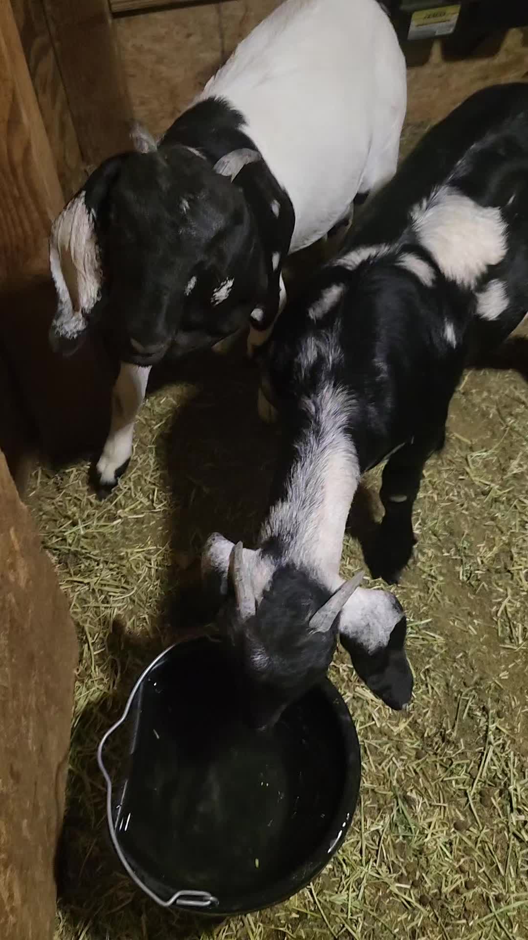 @Nancy | F&N Goat Farm 🐐