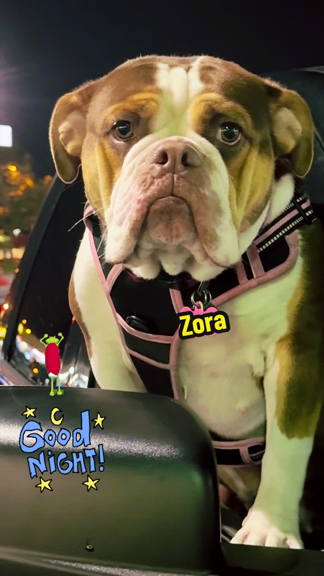 @Zora the bulldog