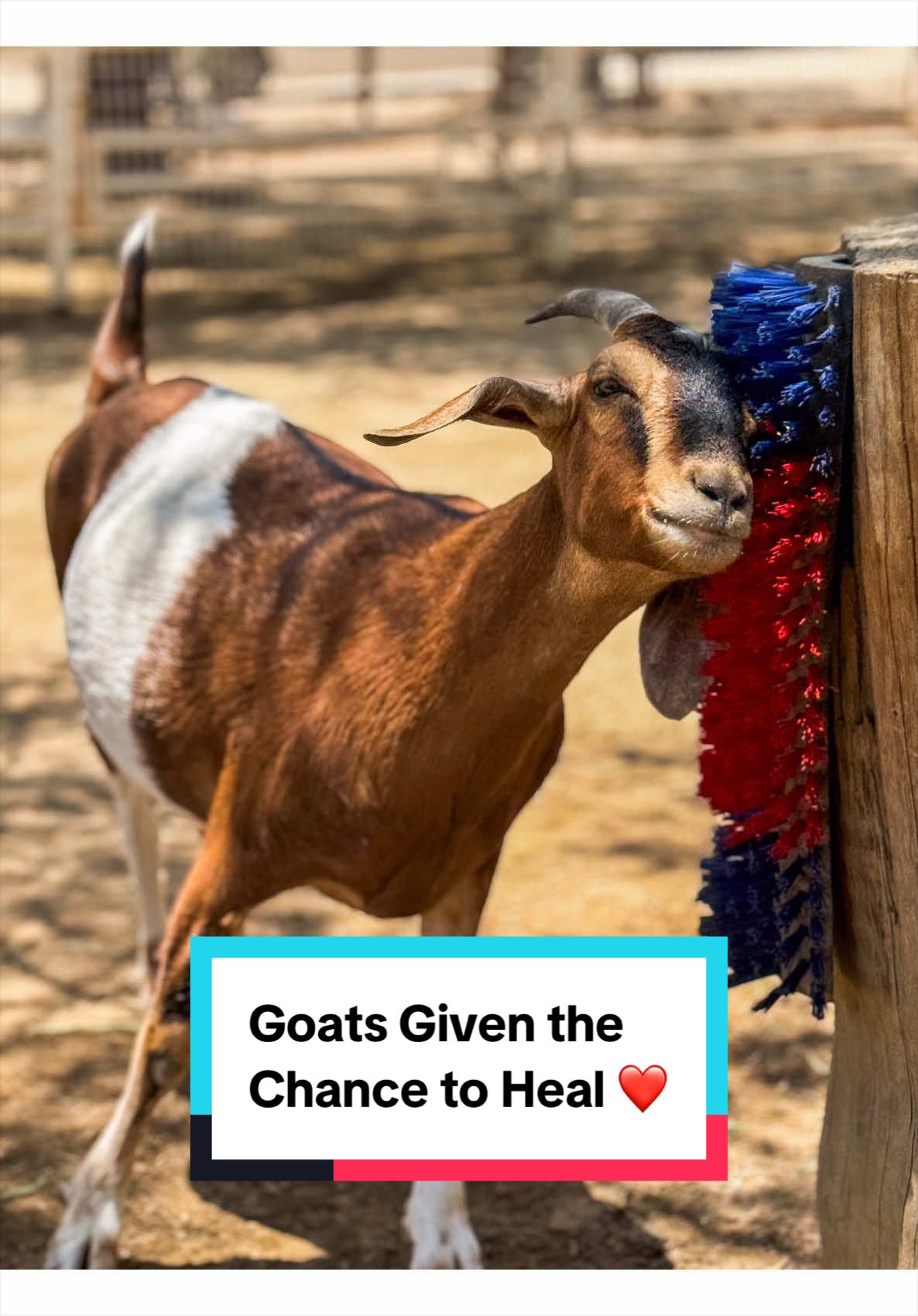 @The Gentle Barn | Sanctuary
