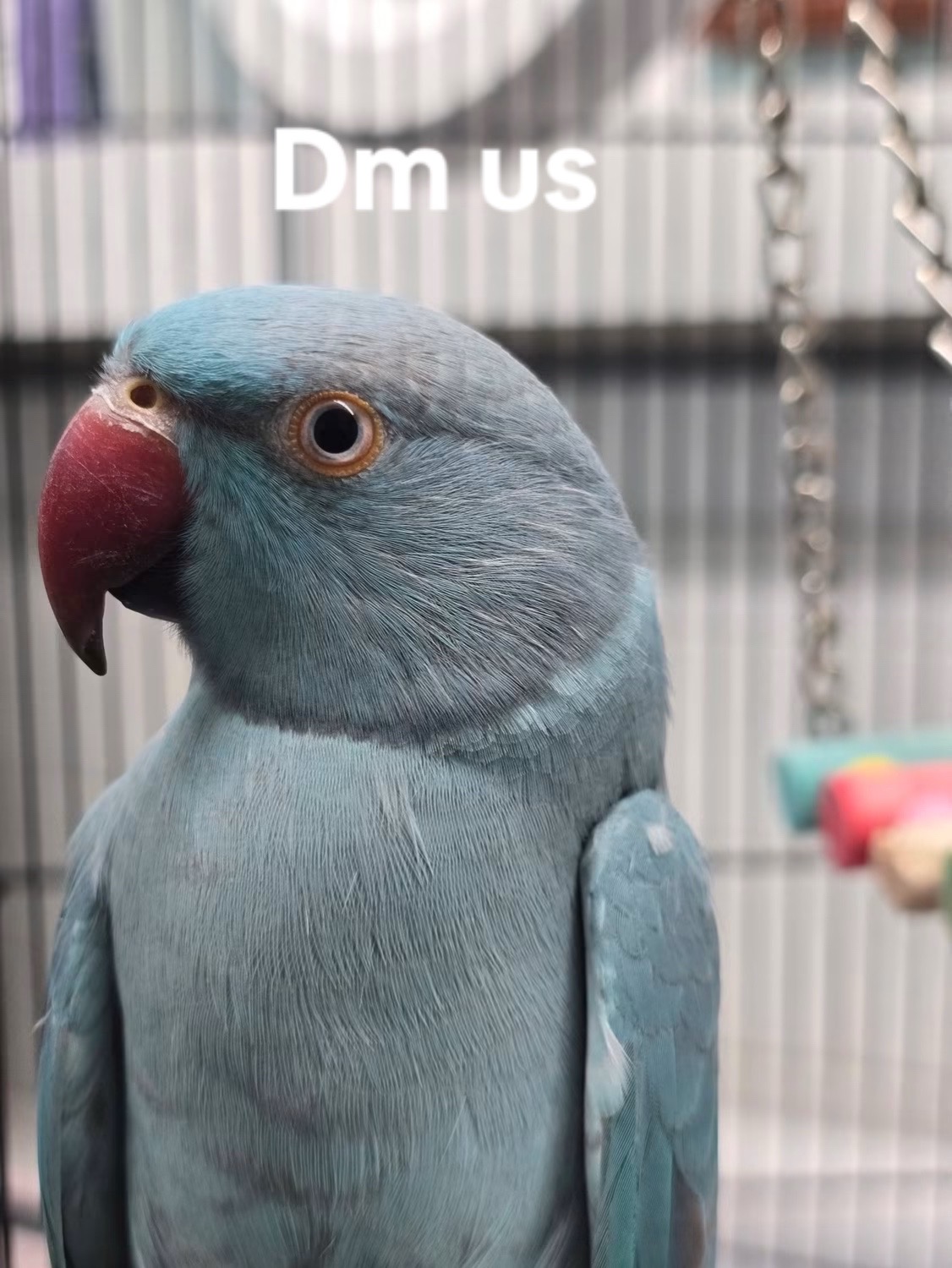 @Ring-necked Parakeets