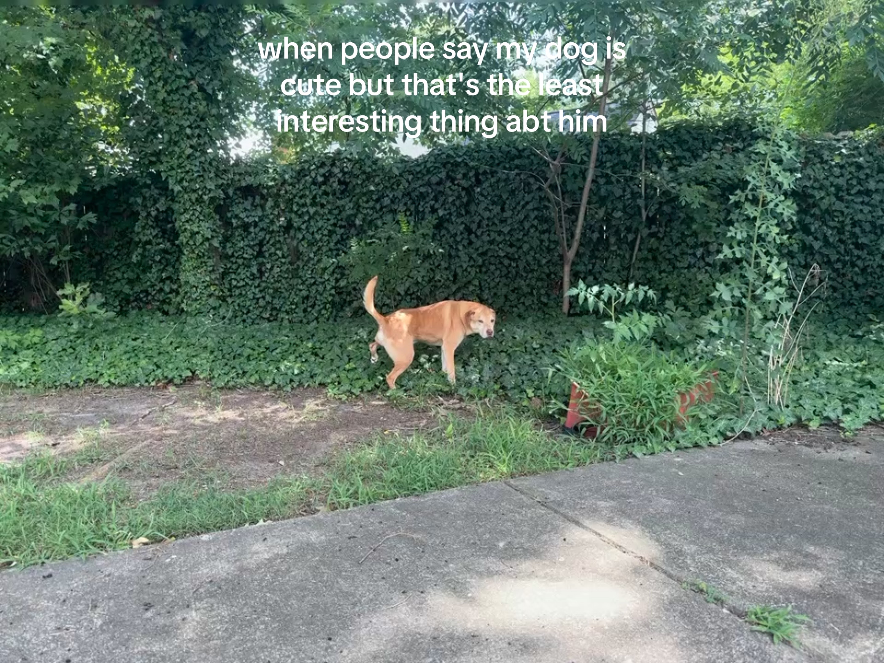 @BORF