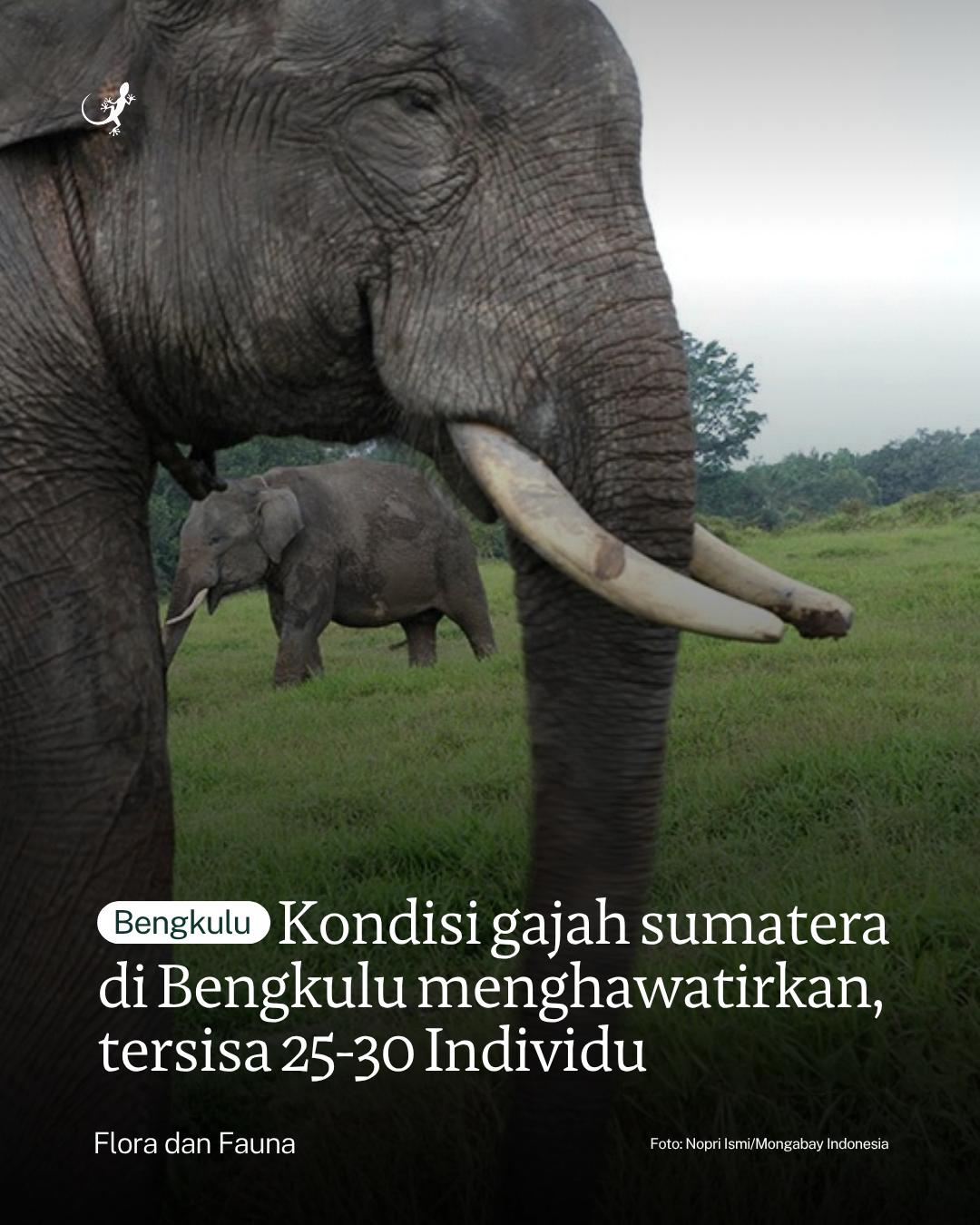 @mongabayindonesia
