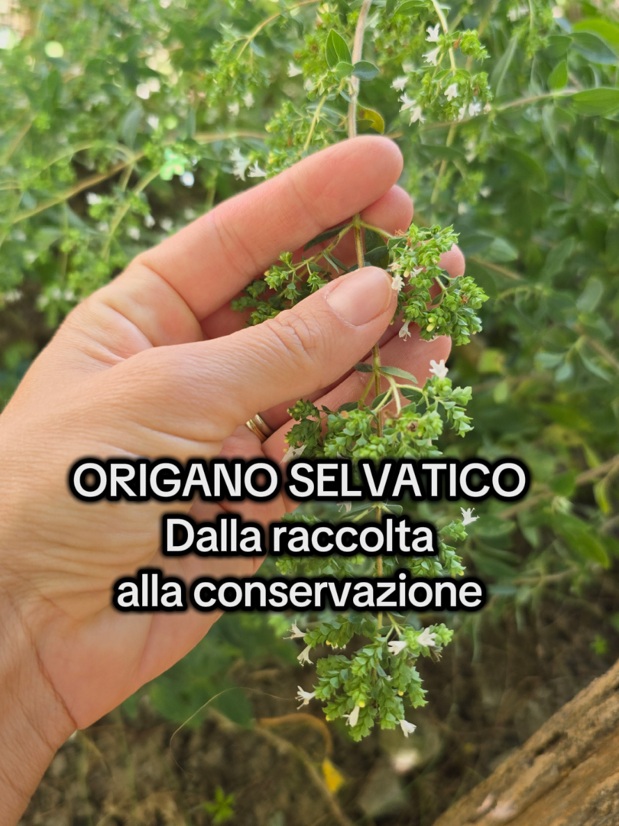 @Ricette Testate