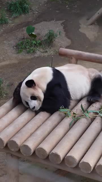 @pandy_pandaa