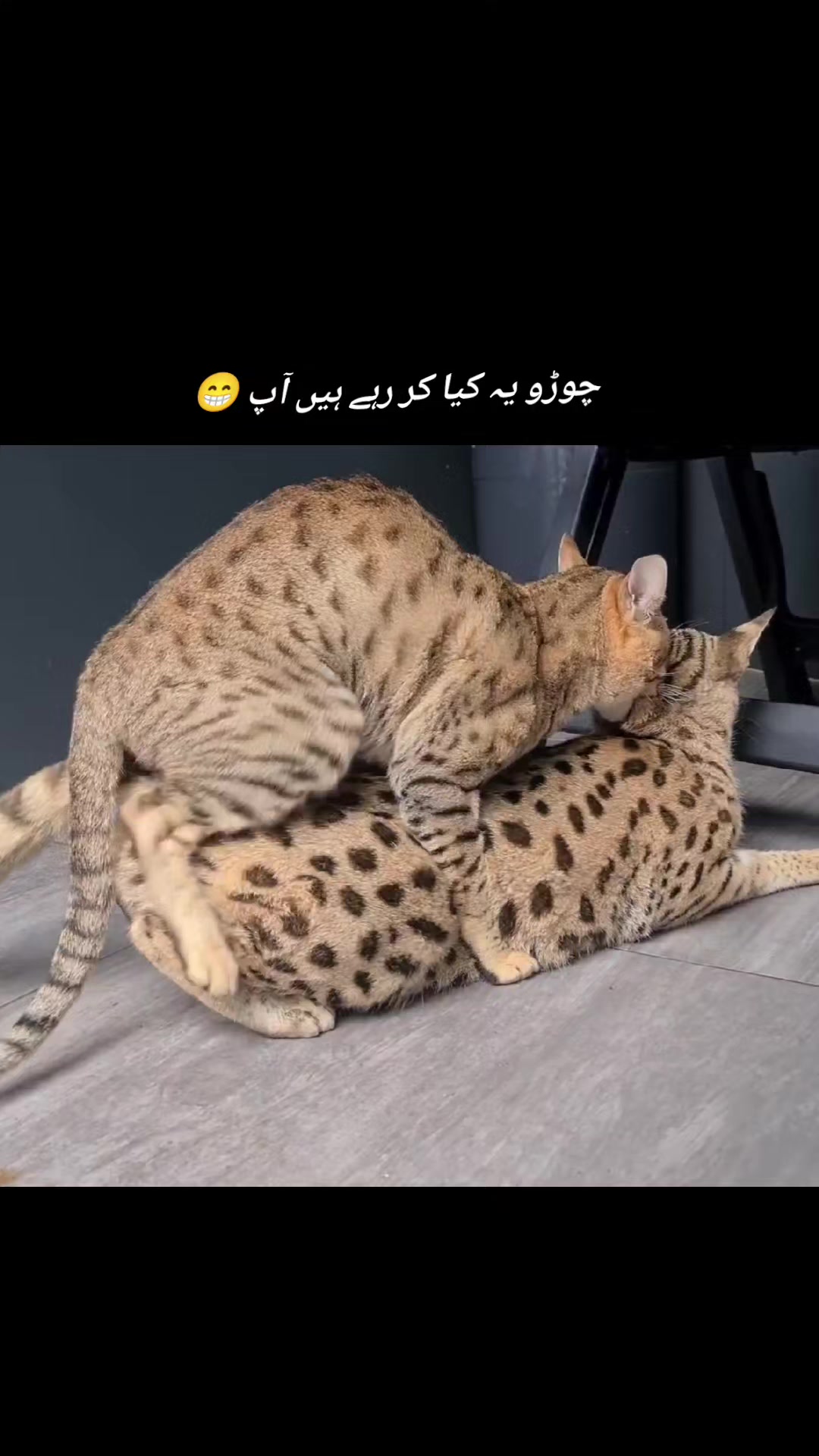 @𝕄𝕖𝕖𝕥𝕚𝕟𝕘 𝕂𝕒𝕖𝕒𝕔𝕙𝕚