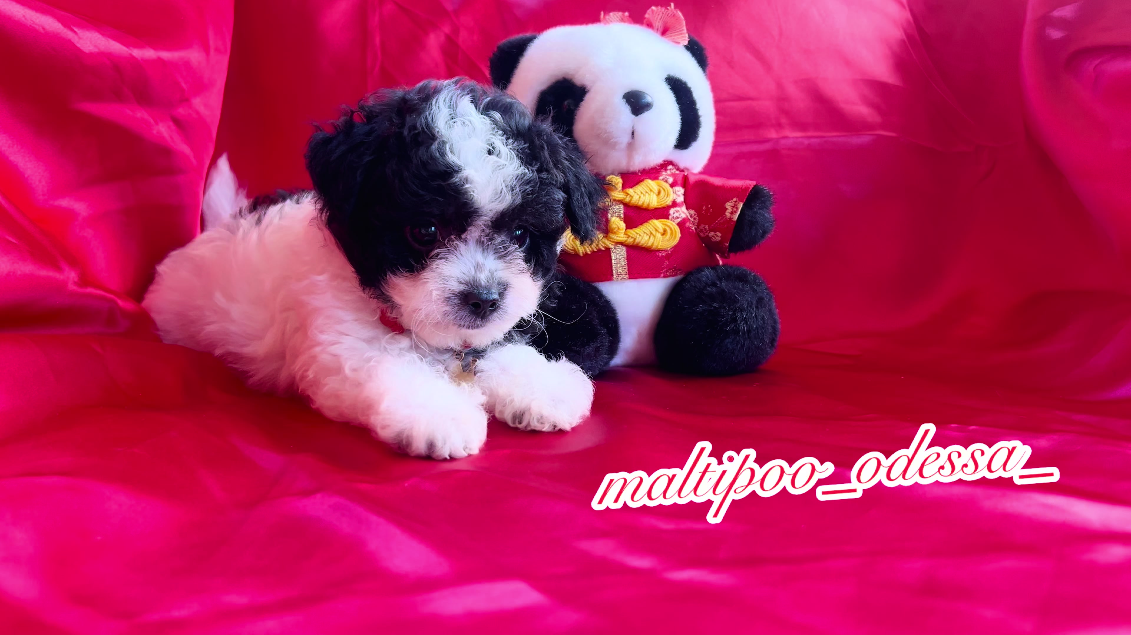 @maltipoo_odessa_