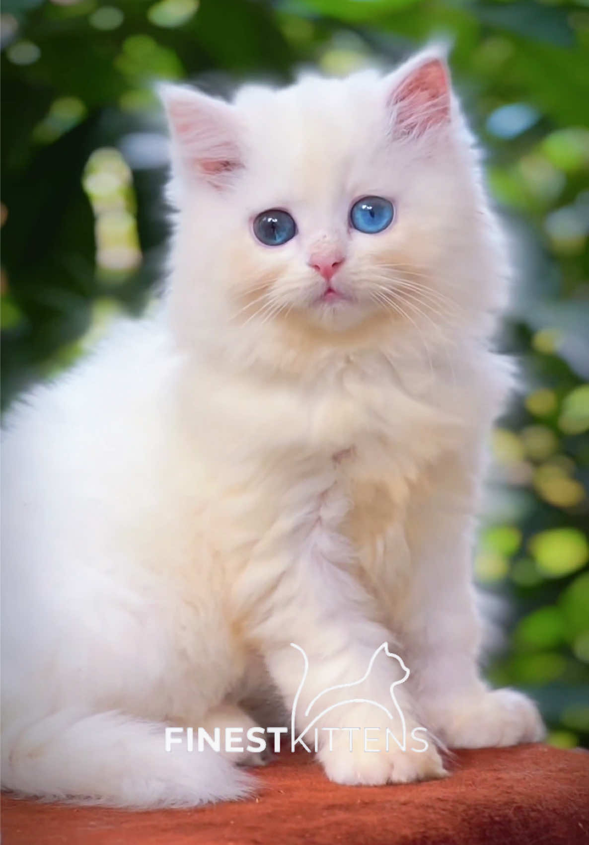 @FinestKittens