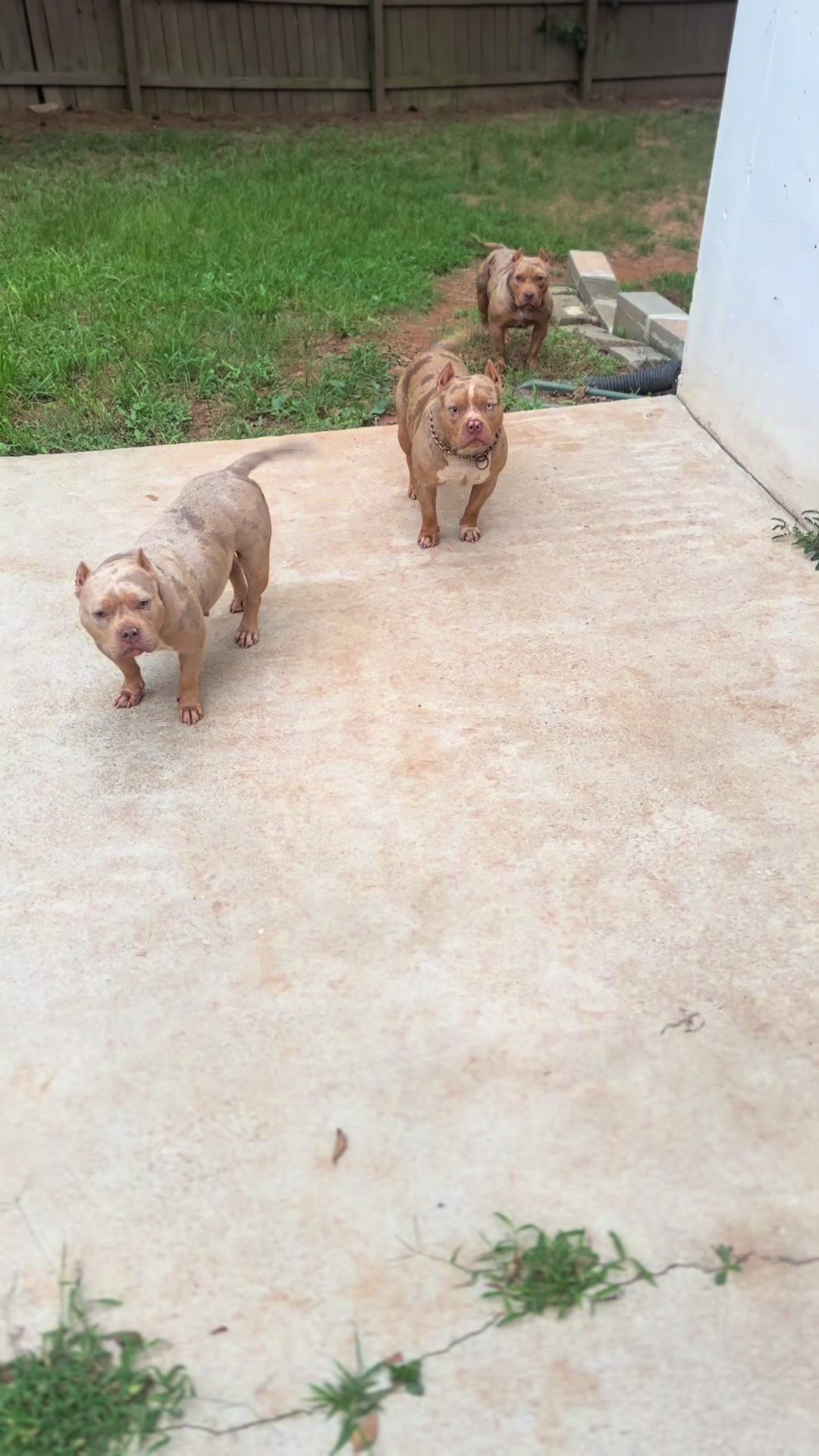 @Stay Down Kennels