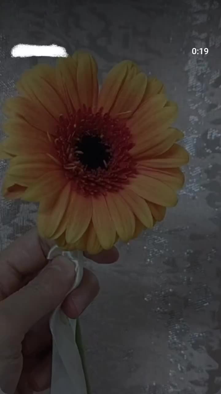 @أنوآر✨ٱلحيٰآة🌞🇩🇿