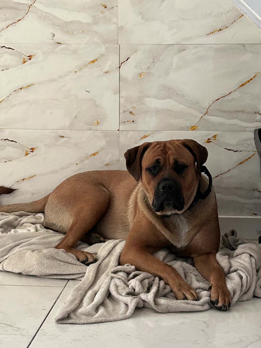 @💕Sara💕 SpartanMastiffs💕