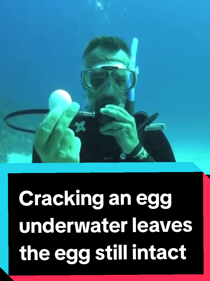 @🍿The Shark Decoy🍿