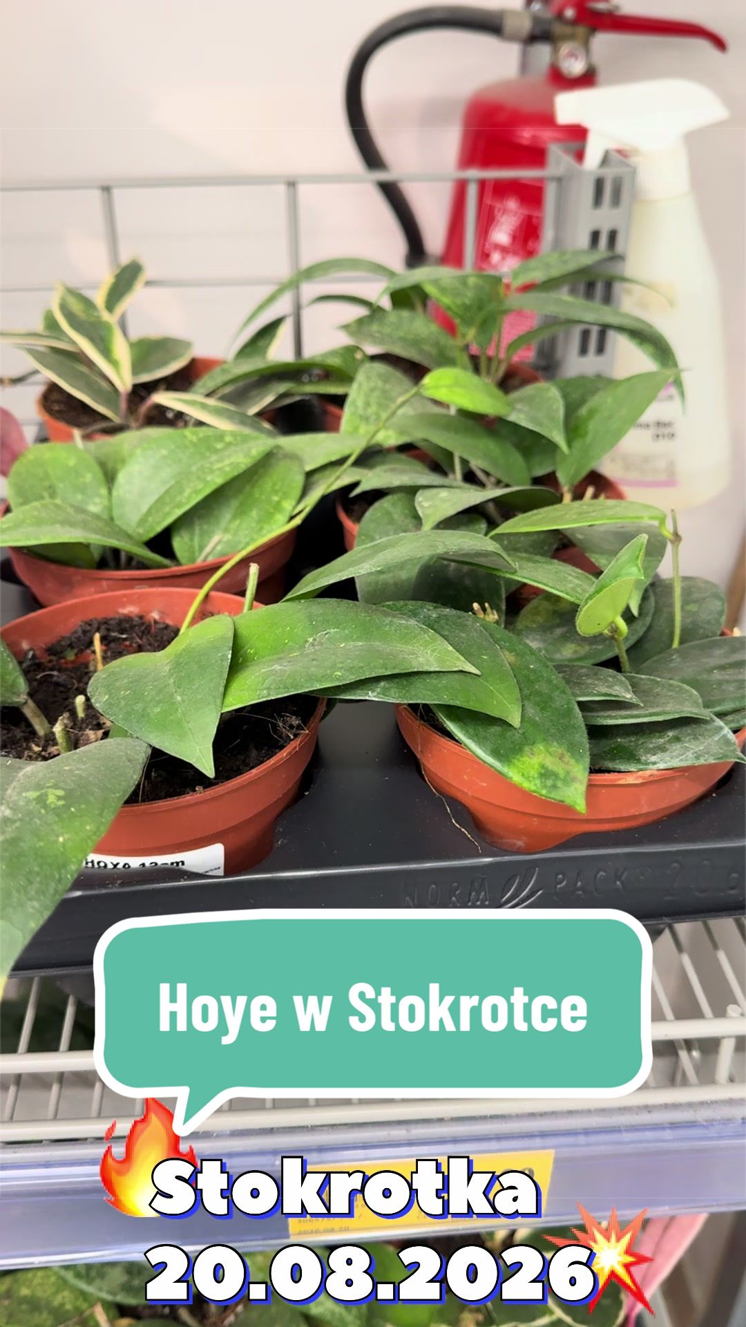@maciej.plants