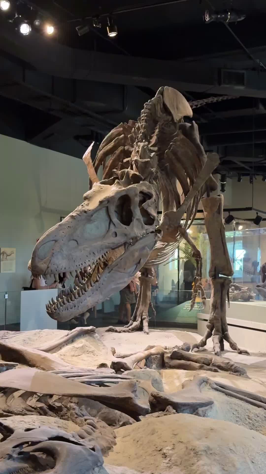 @Field Museum