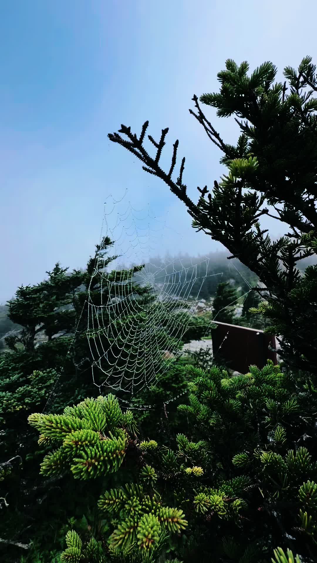 @Nature junkie