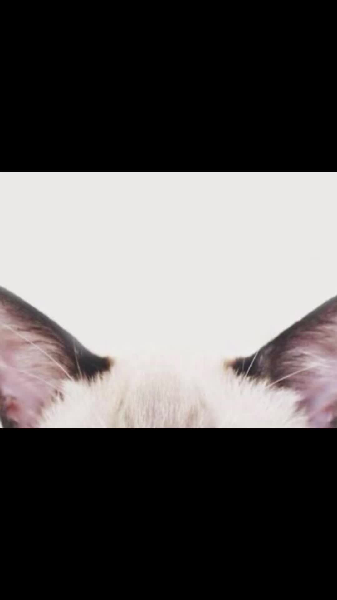 @⋆. 𐙚˚࿔ 𝓴𝓪𝔂 𝜗𝜚˚⋆