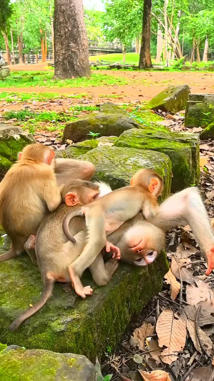 @Law of Nature 🐒