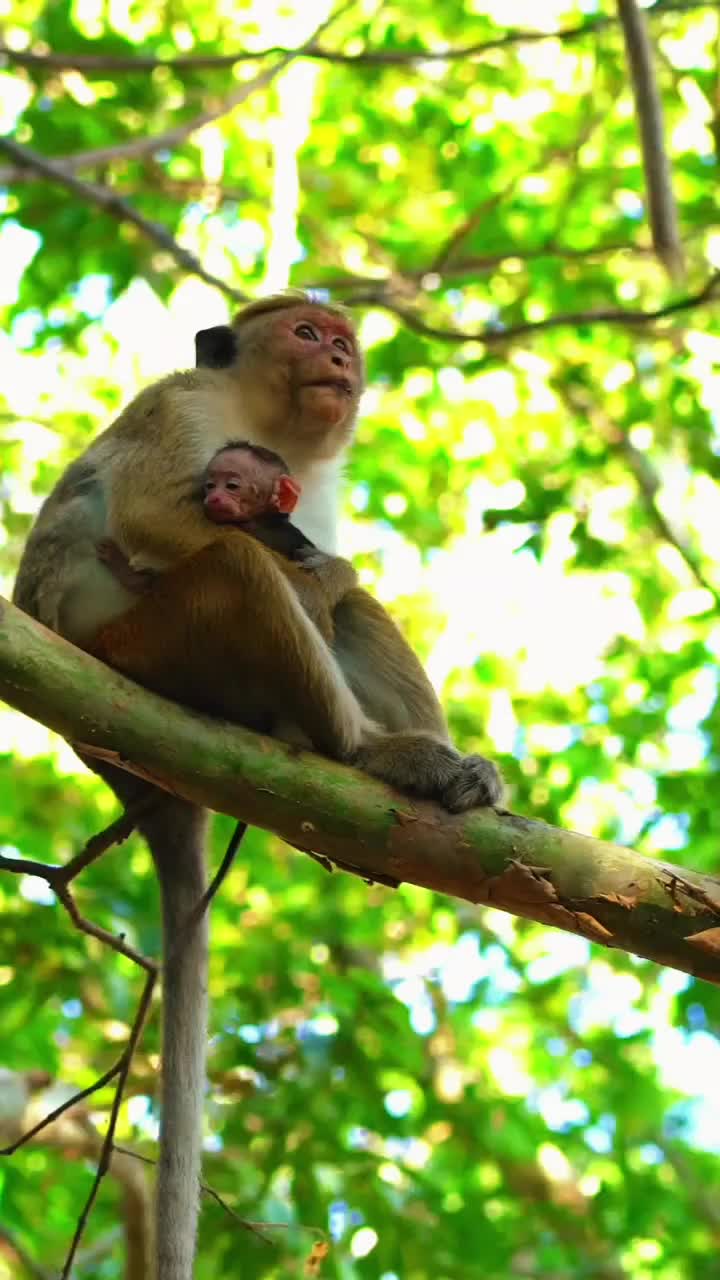 @Law of Nature 🐒