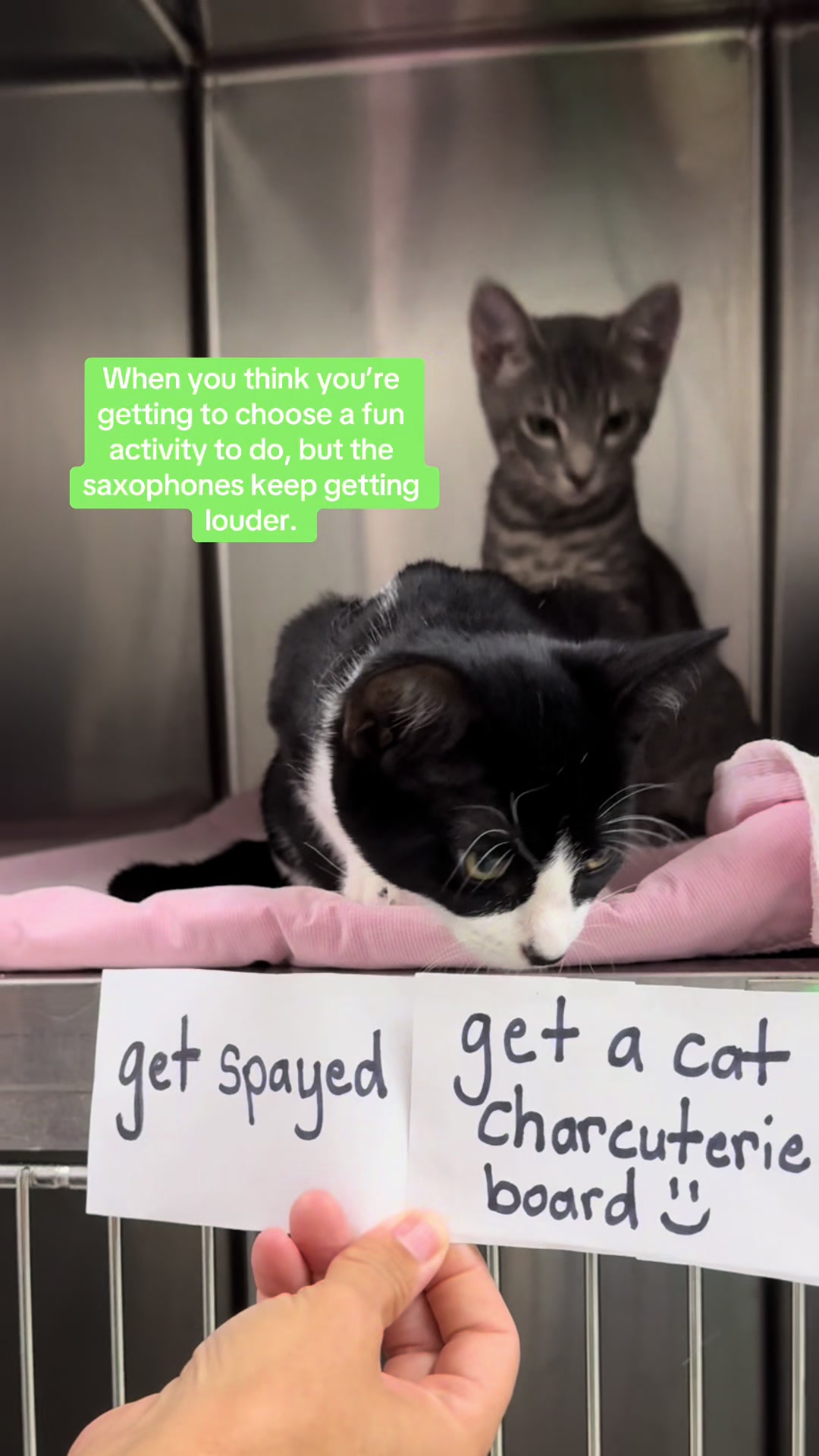 @Friends of Strays