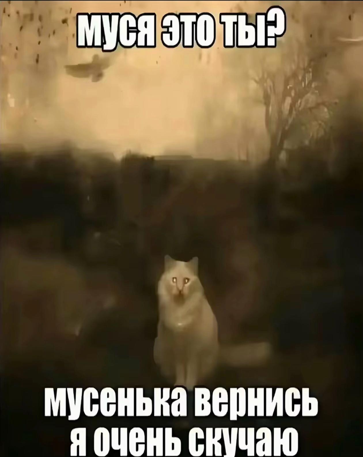 @rai
