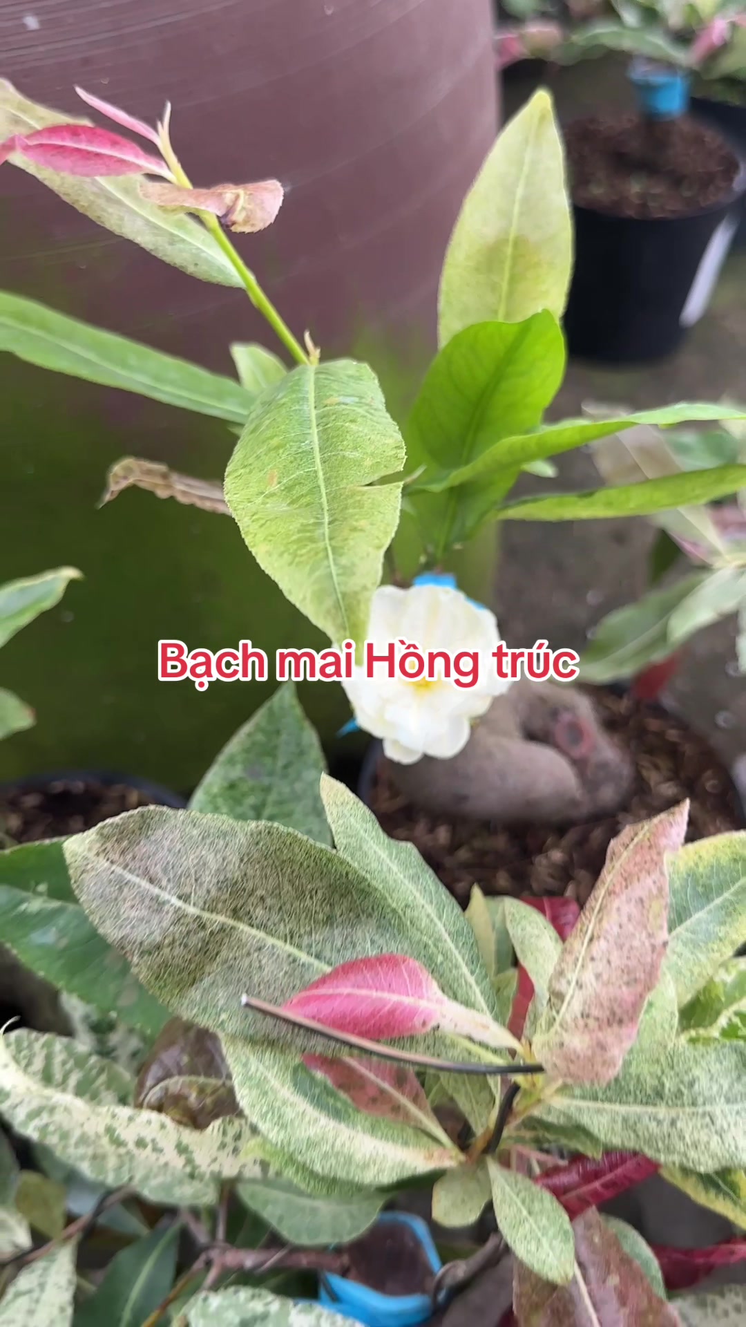 @Hồng Tr&uacute;c Mai V&agrave;ng