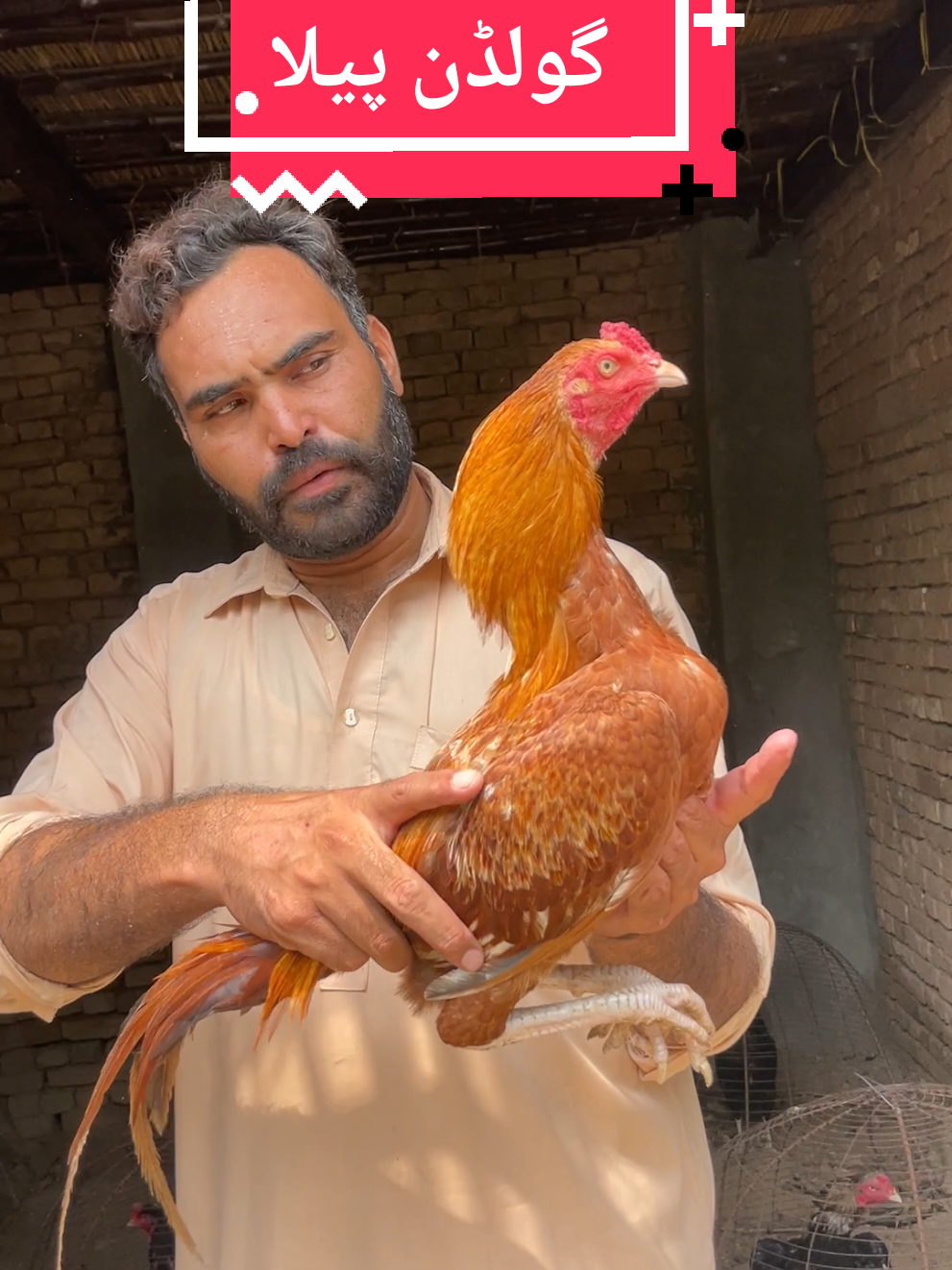 @faizan aseel farm 786