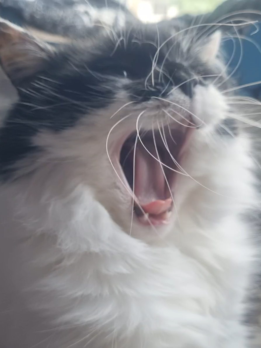 @2catlife