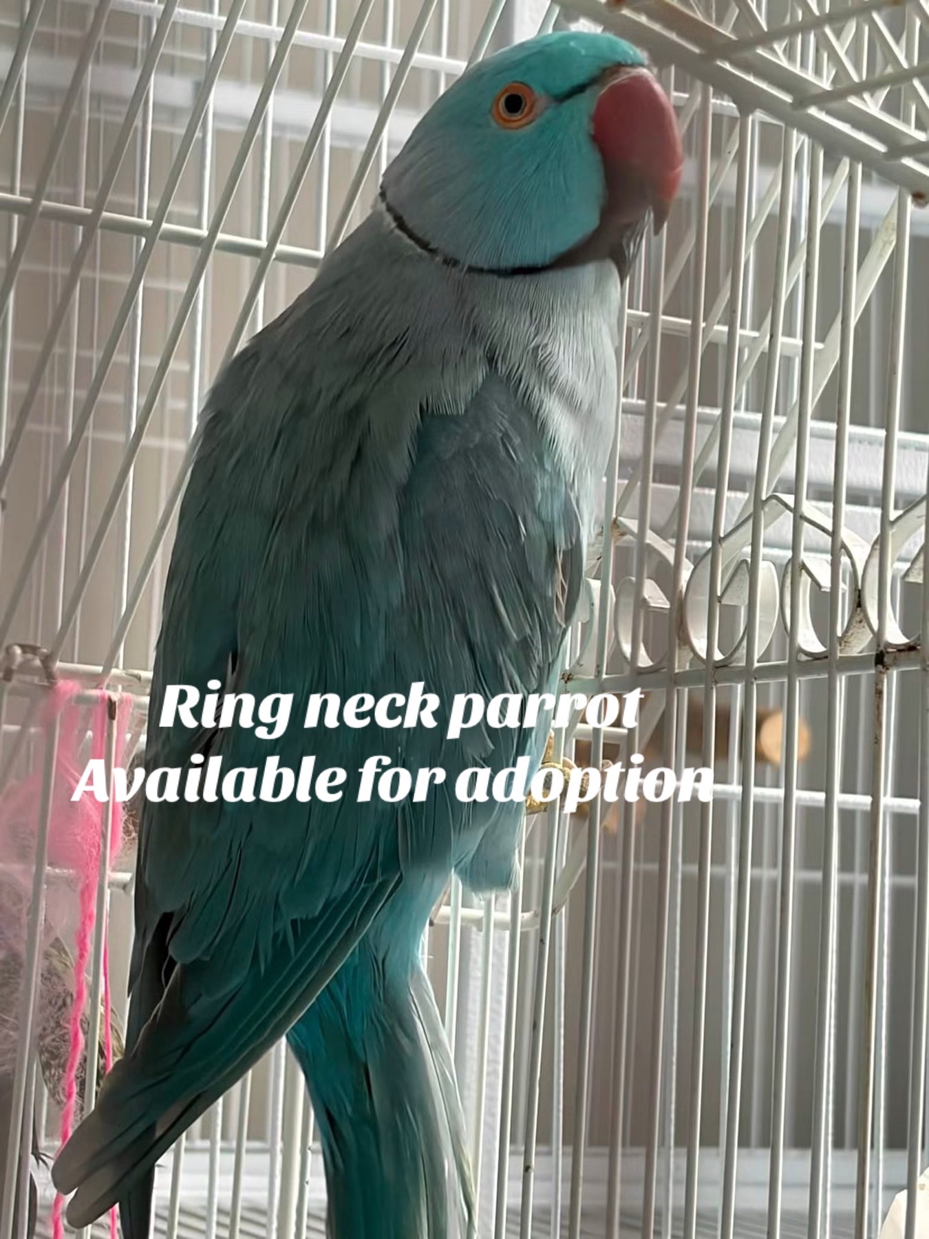 @Ring-necked Parakeets