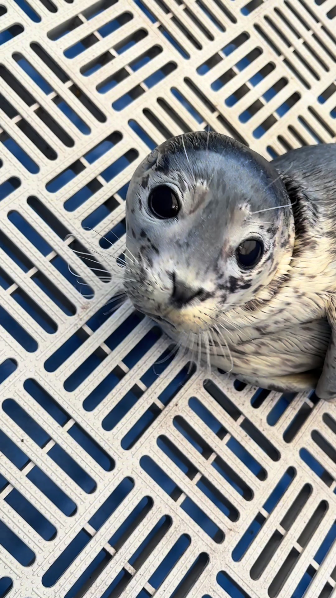 @Marine Mammal Rescue Society