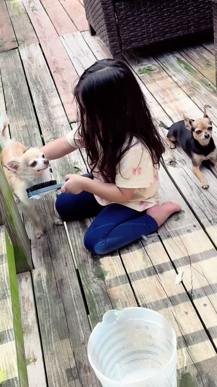 @thechihuahuafamily1