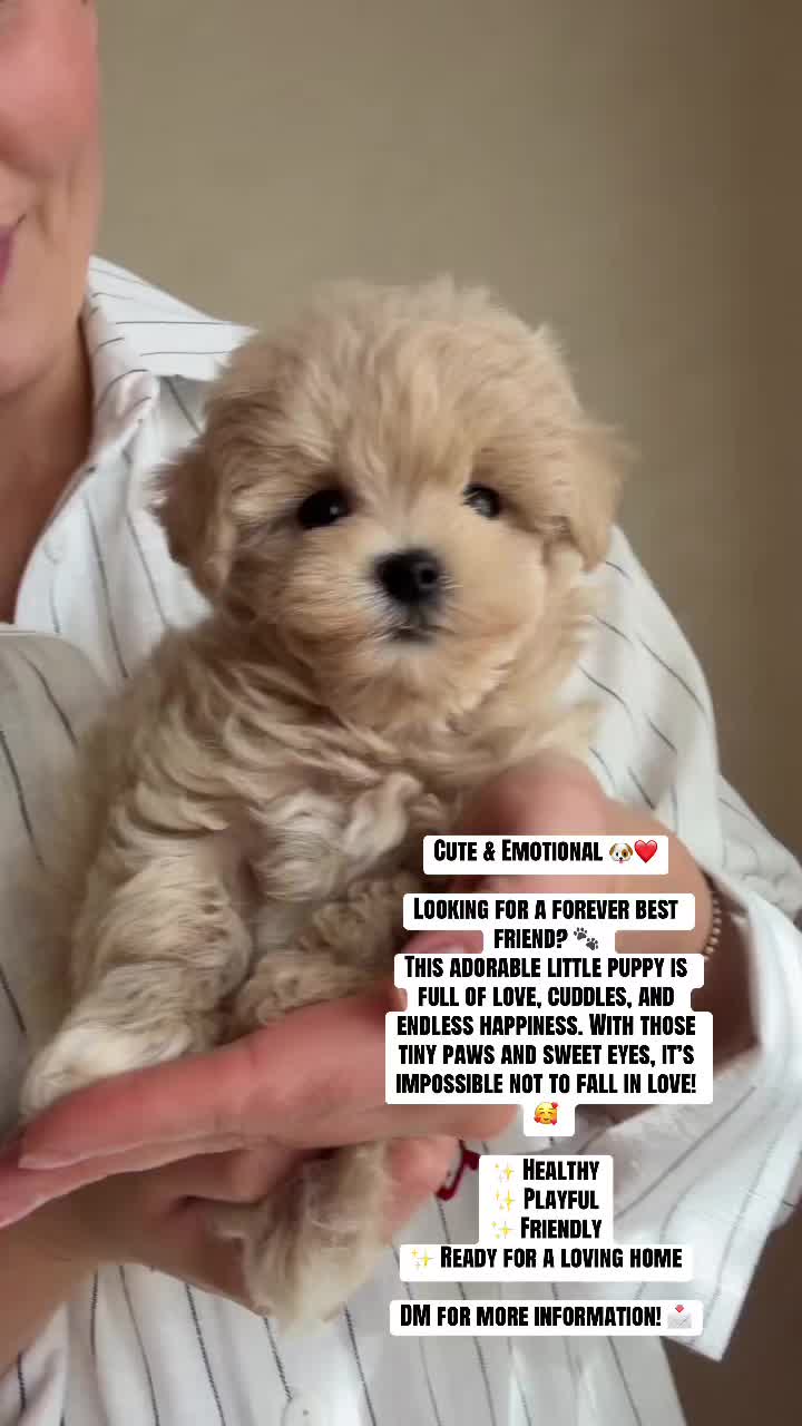 @Steph poodle Babies